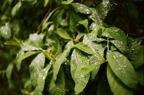 Close-up film photograph of rain-covered leaves from a styled campaign shoot.